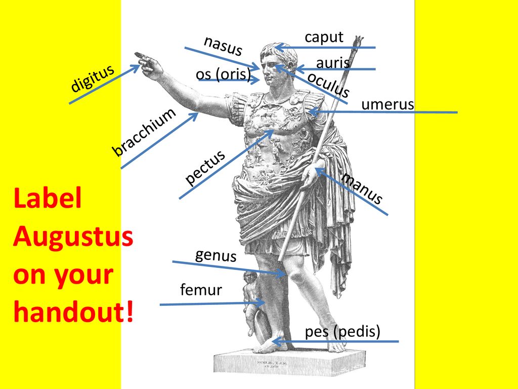 Body Parts Latin I Spring ppt download